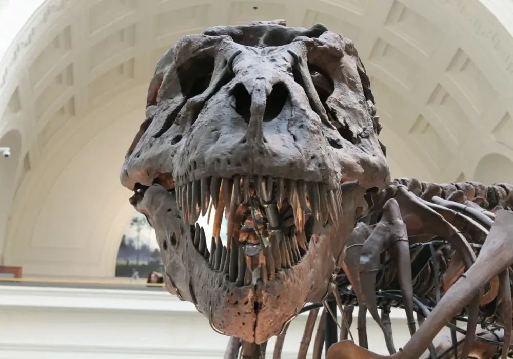 Muzeum dinozaurów Berlin - Gdzie i jak zaplanować wizytę?