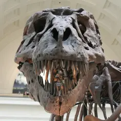 Szkielet tyranozaura w muzeum dinozaurów w Berlinie, z groźnym uśmiechem i ostrymi zębami.