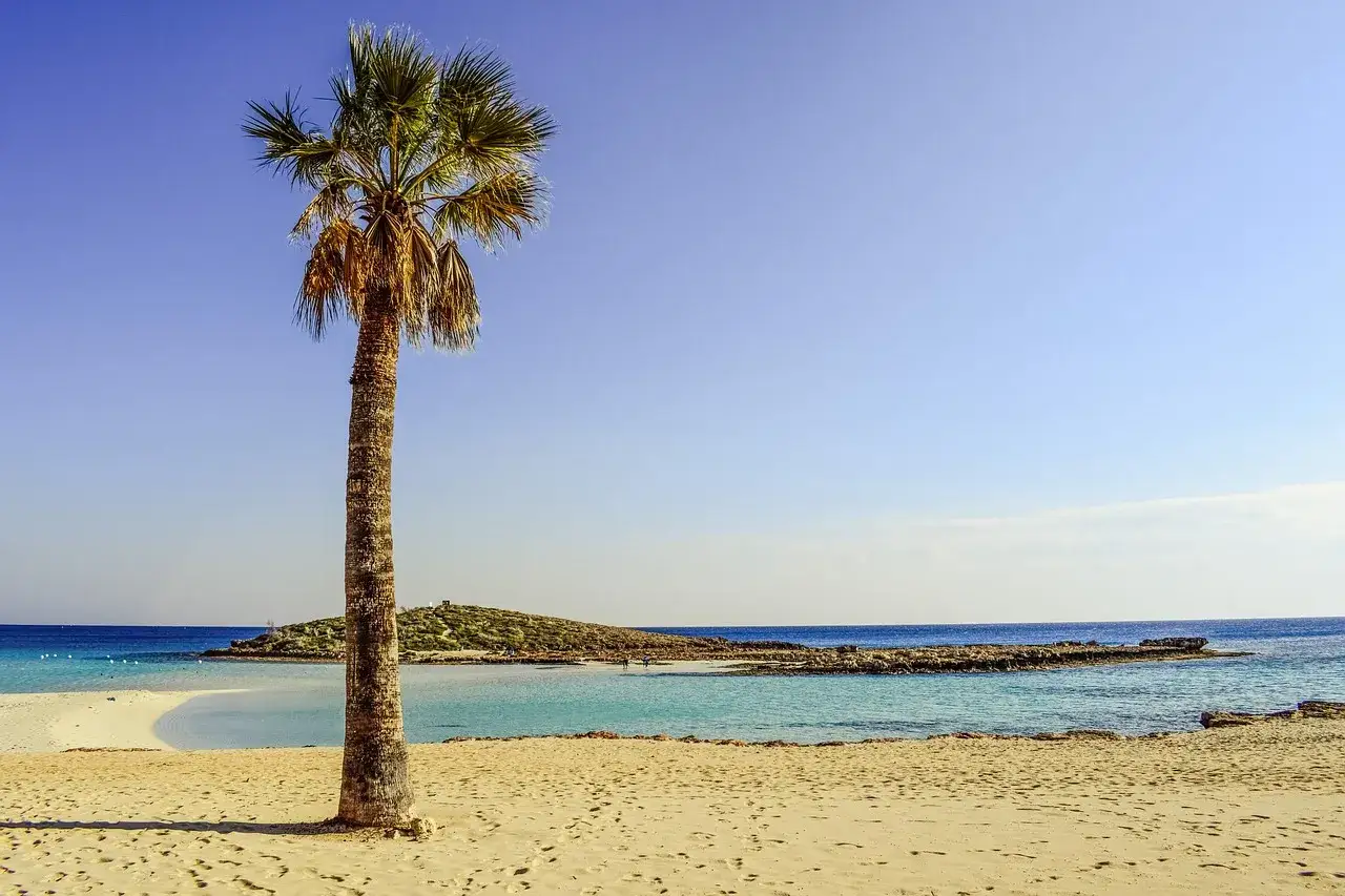 Palma na plaży w Larnace. Idealne miejsce, by zobaczyć piękno Cypru.