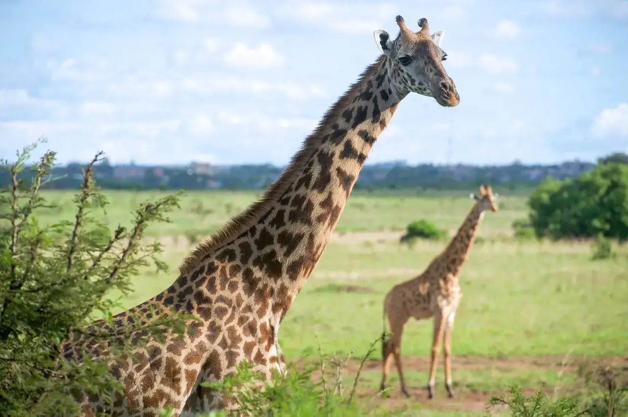 Dwie żyrafy na tle zielonej sawanny i błękitnego nieba. Idealne miejsce na safari, kiedy jechać do Kenii?