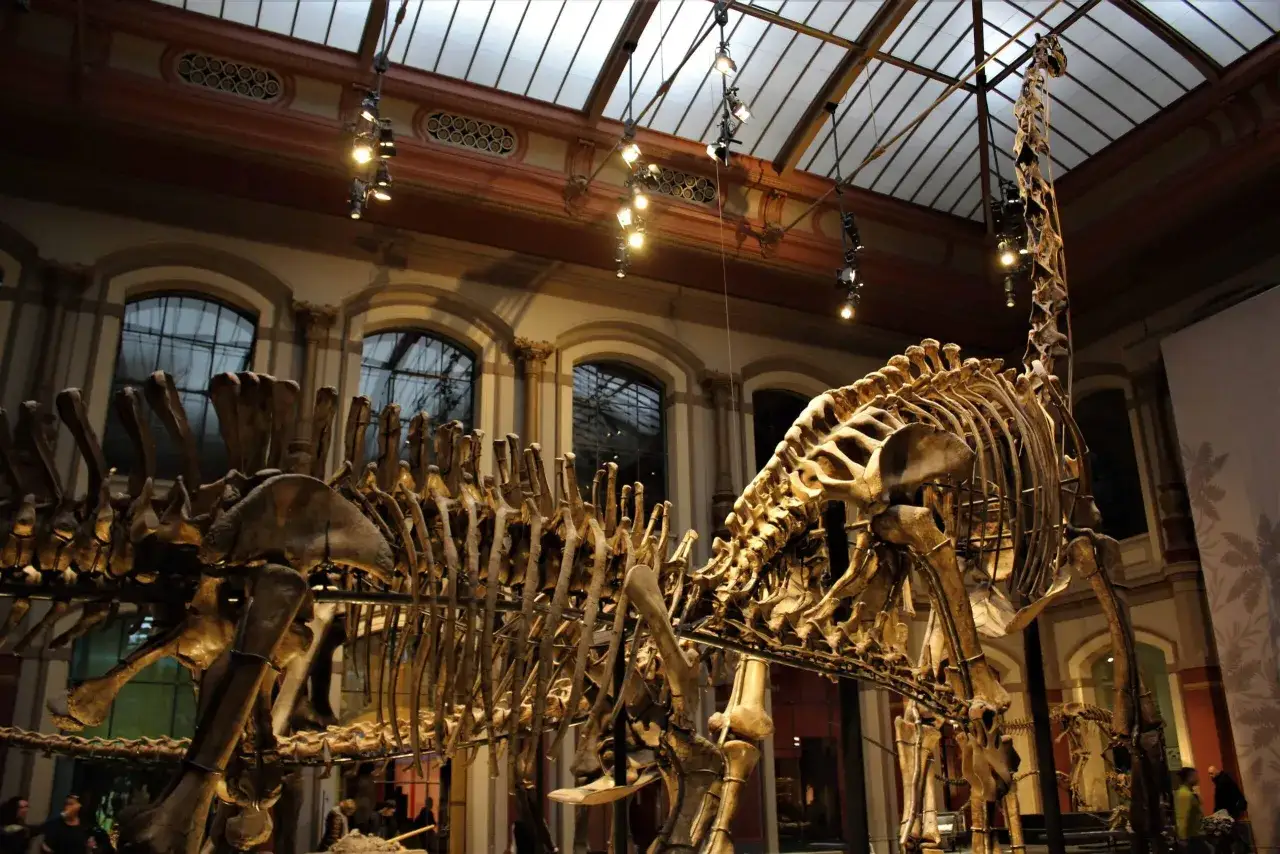 Szkielet dinozaura w berlińskim muzeum. Imponująca ekspozycja w muzeum dinozaurów w Berlinie.