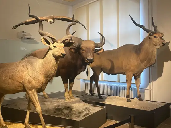 Muzeum Historii Naturalnej Berlin - Czy warto? Praktyczny przewodnik