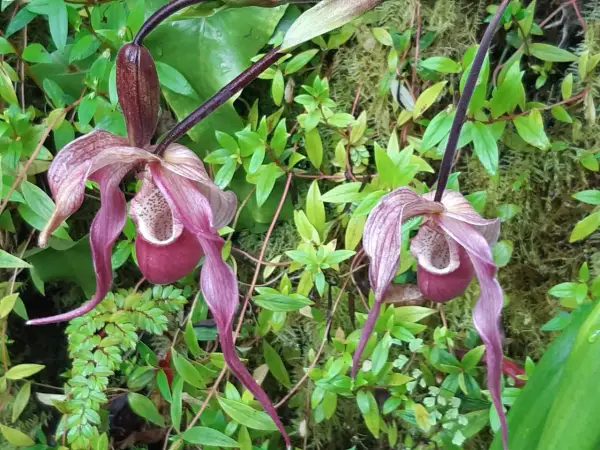 Ogród Botaniczny w Pradze - Twój przewodnik po zielonej oazie Troi