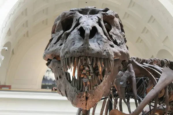 Muzeum dinozaurów Berlin - Gdzie i jak zaplanować wizytę?